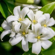 💜 DS Lavender Jasmine Olive Soap - Image 8